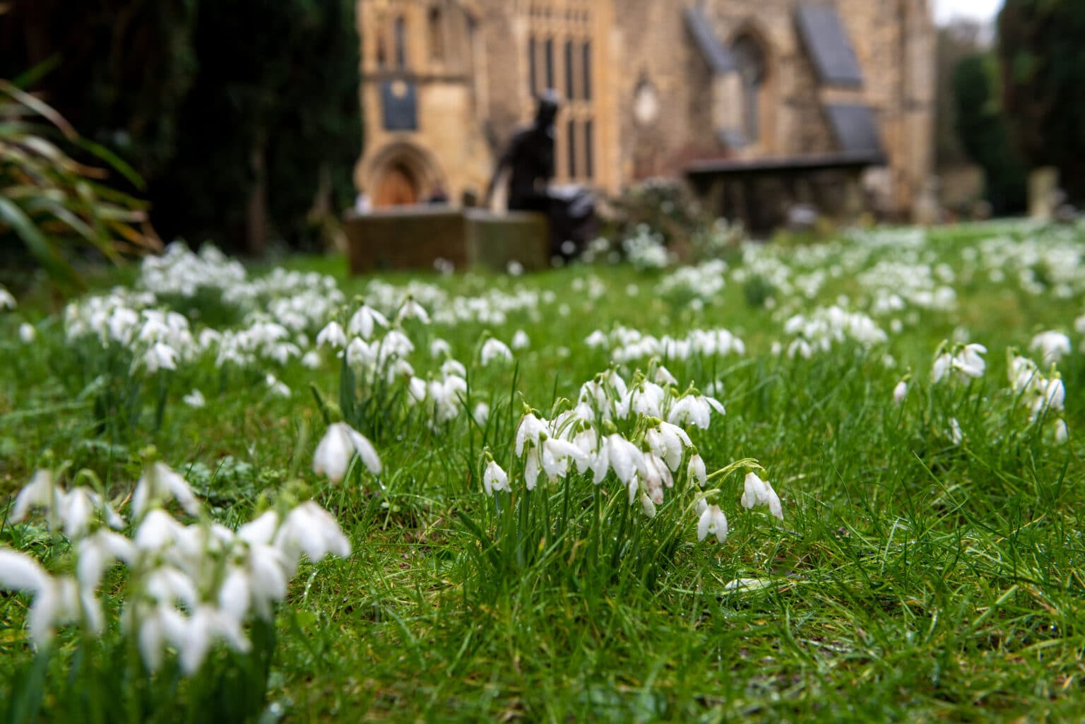 Snowdrops and ST Edmund
