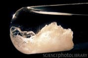 Science Photo Library DNA is insoluble in alcohol so becomes visible to naked eye.