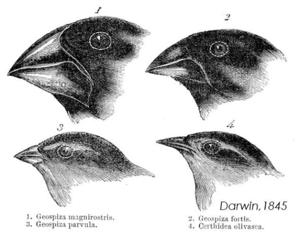 Darwin Birds Blog Lars Jansen Darwin Birds