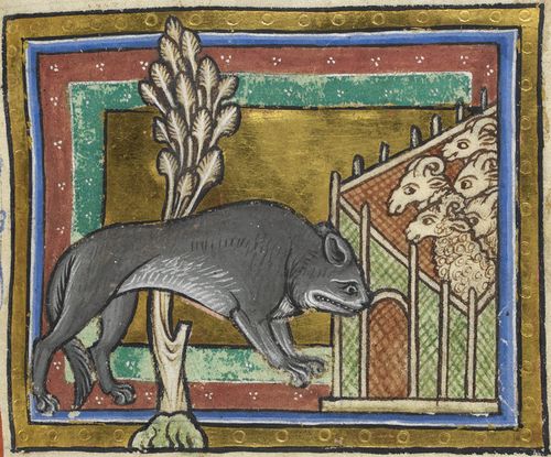 Detail of a miniature of a wolf, sneaking up on sheep from downwind; from a bestiary, England, c. 1200-c. 1210, Royal MS 12 C. xix, f. 19r Detail of a miniature of a wolf in a medieval bestiary
