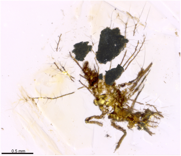Fossil green lacewing larva - from Ricardo Pérez-de la Fuente research Fossil green lacewing larva, preserved carrying bits of soil that it used for camouflage and physical protection
