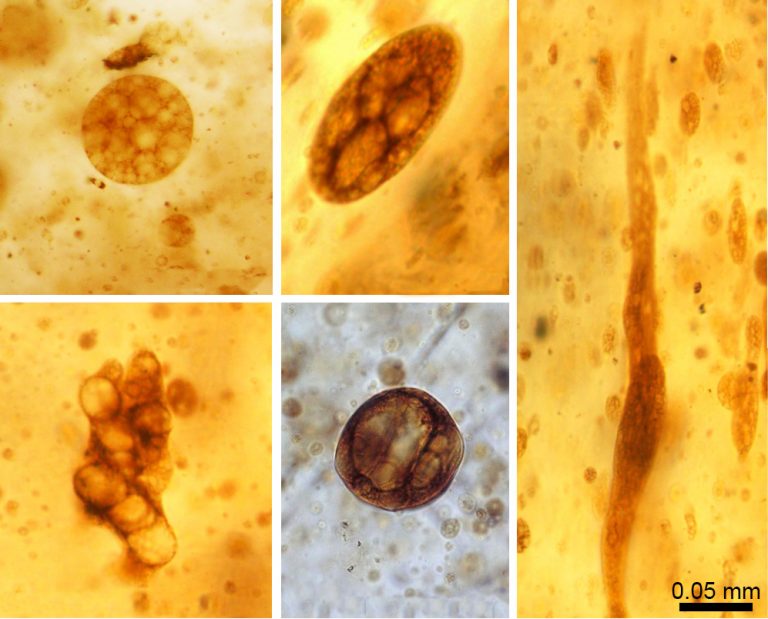 Pseudoinclusions in amber Spanish Amber under a microscope