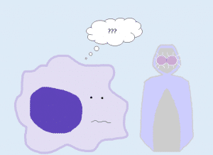 an immune cell