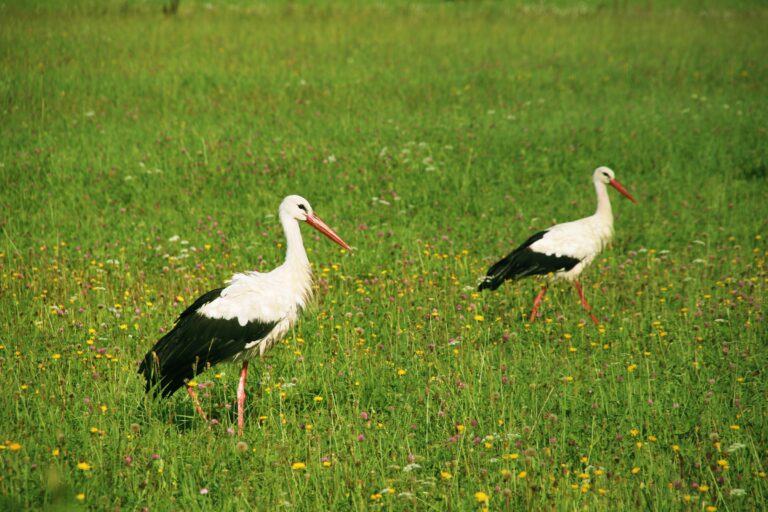 Two storks on green grass