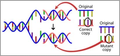 “The causes of mutations” Understanding Evolution II “The causes of mutations” Understanding Evolution.